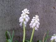 Muscari White